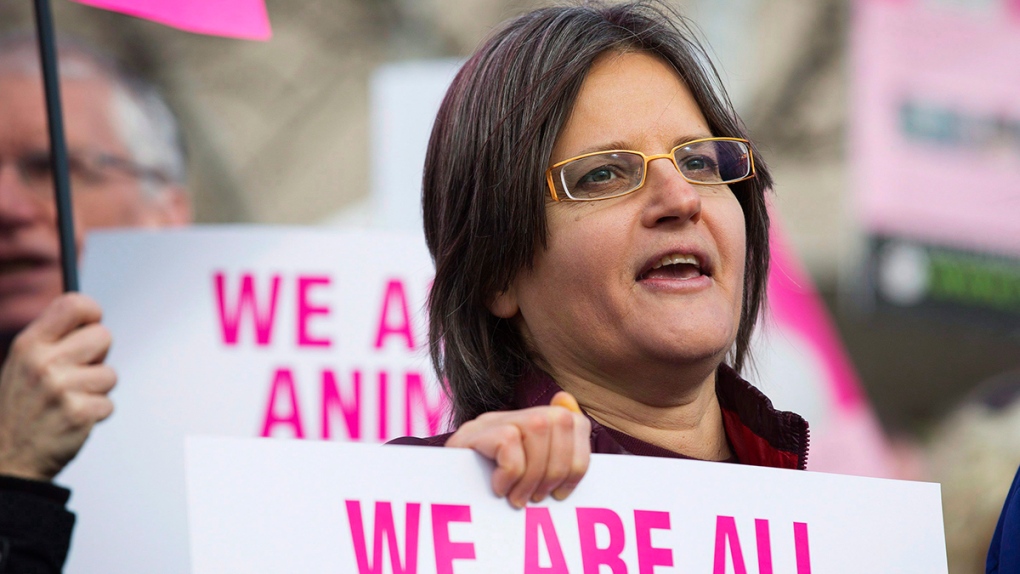 Obstruction charge stayed against woman who gave water to slaughter-bound  pigs | CTV News