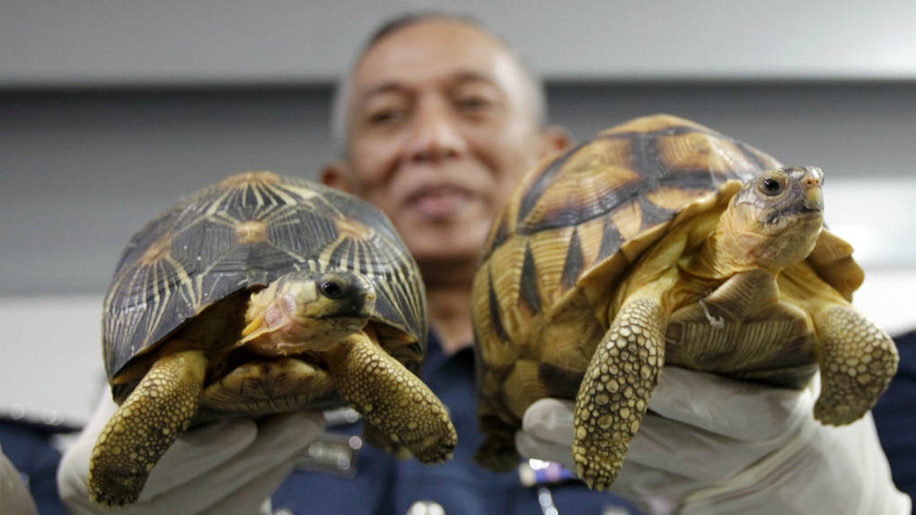 Malaysia seizes hundreds of exotic tortoises