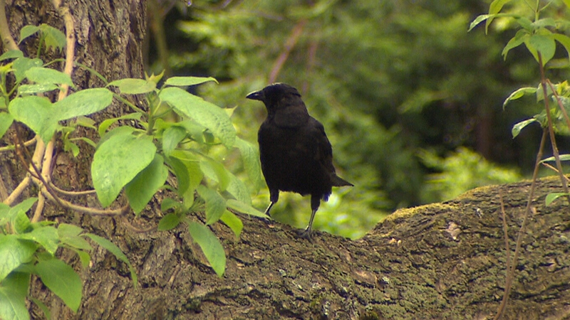 An expert says the birds are drawn to Vancouver's West End by the amount of restaurant garbage and tall leafy trees. 