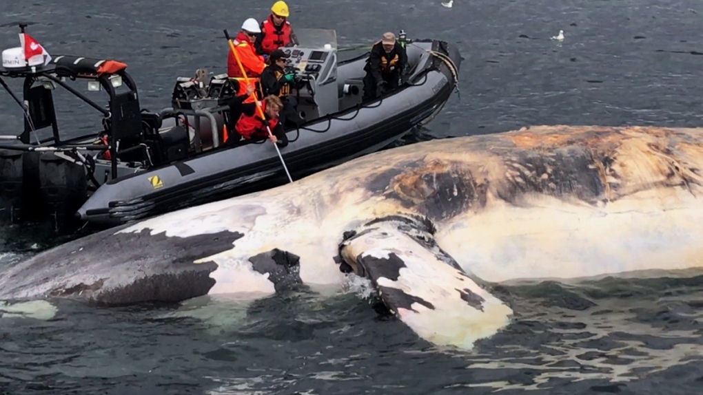 Examining a dead North Atlantic right whale