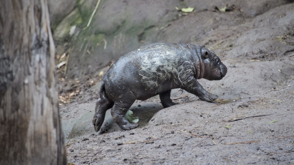 Check it out: a baby pygmy hippo | CTV News