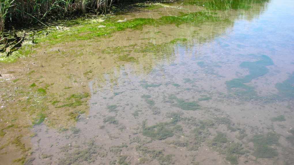 Blue Green Algae Bloom At Moonlight Beach On Ramsey Lake