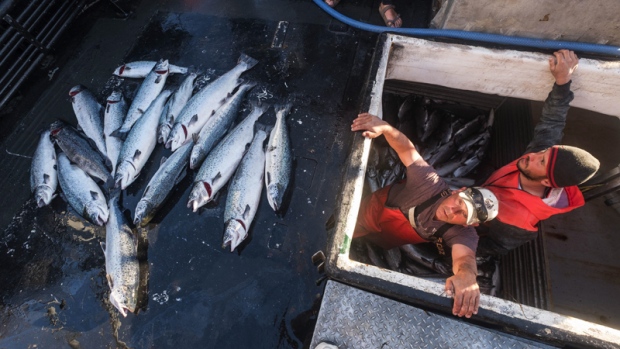 Escaped Atlantic Salmon Turning Up In B.C. Waters After Fish Farm Nets ...