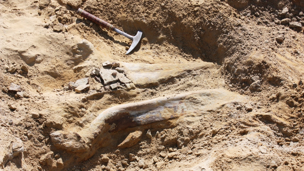 Triceratops fossil unearthed by Colorado construction workers | CTV News