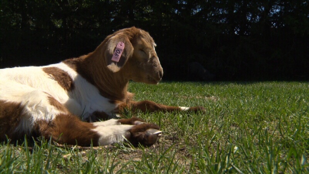 Blind goat missing from Alberta farm found safe and sound