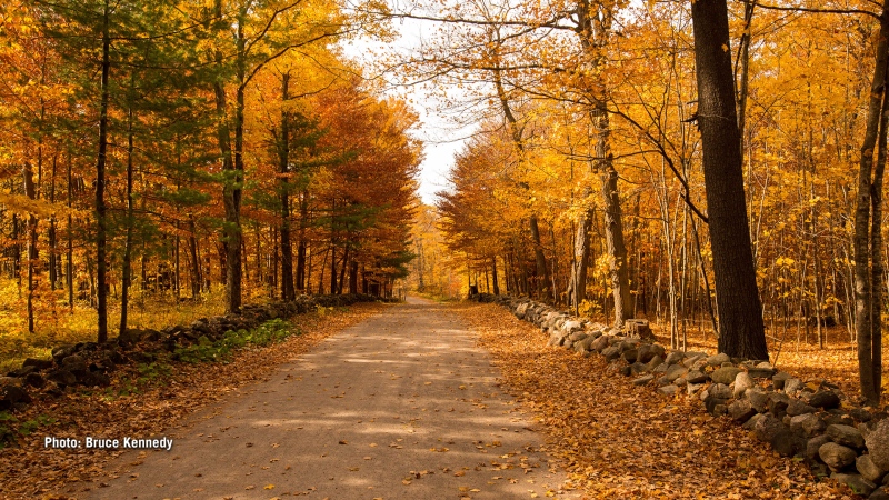 Chemin Barnes that runs to the entrance of Kingsmere Estate in the Gatineau Park.  The last of the autumn leaves have disappeared with yesterday's high wind, but we have images to remind us how beautiful our part of the world in Autumn splendour. (Bruce Kennedy/CTV Viewer)