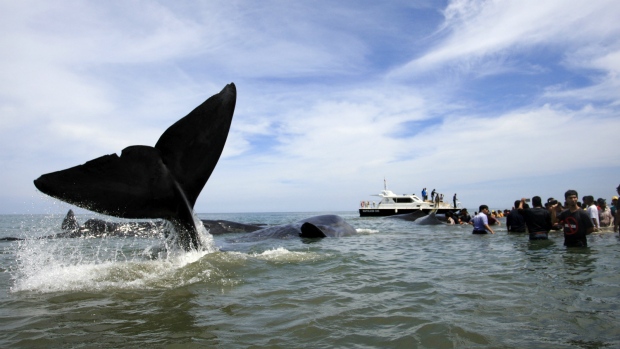 10 whales dead, dozens stranded on Indonesia's Java island - National