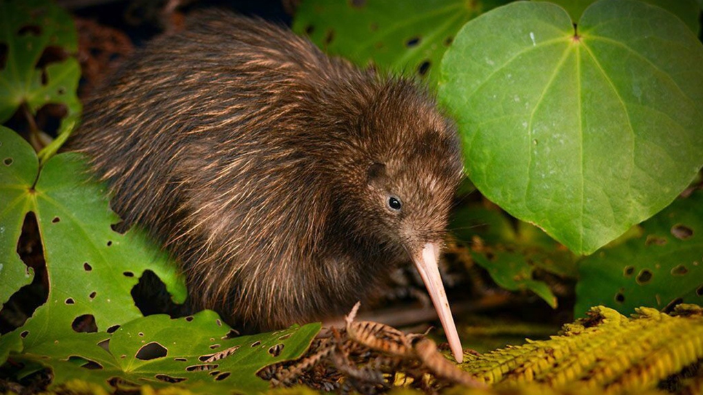 Two kiwi birds provide bright spot in grim extinction report | CTV News