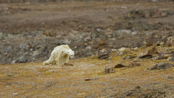 Starving polar bear filmed in last moments of life on Baffin Island | CTV  News