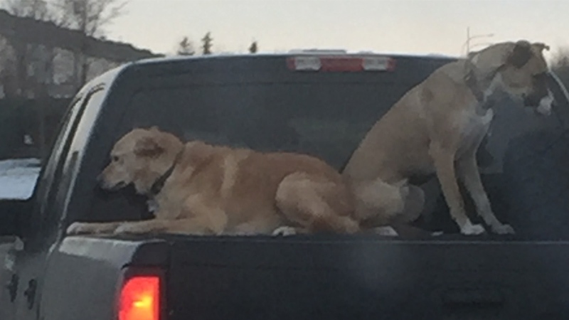 how many dogs die from being put in truck beds