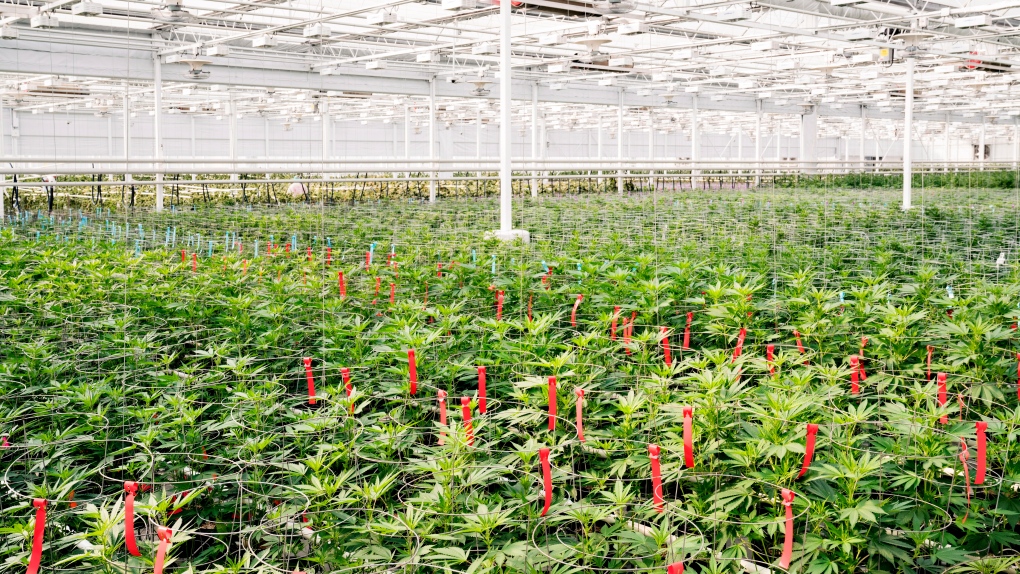 Aphria defends Latin American operations following short sellers report |  CTV News
