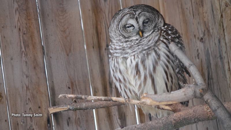 Barred Owl sleeping the day away. (Tammy Smith/CTV Viewer)