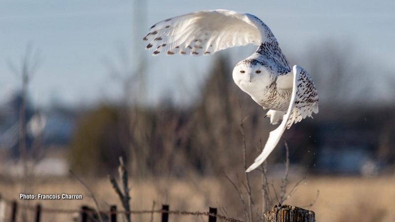 Snowy Owl takeoffin Stittsville area. (Francois Charron/CTV Viewer)