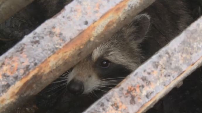 Family of raccoons stuck in storm drain appears to have escaped | CTV News