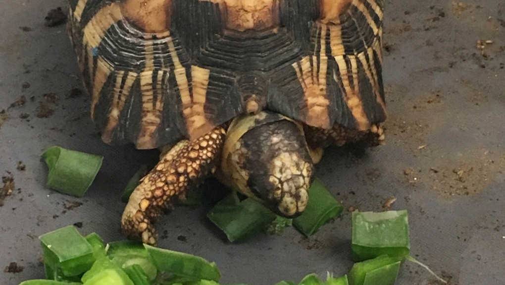 critically endangered radiated tortoise