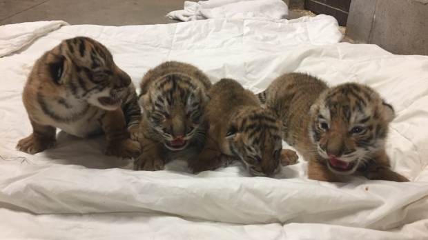 Rare Tiger Cub Dies At N.B. Zoo After Being Born With Health Issues ...