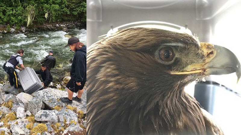 B.C. Mounties armed with leather jacket, fishing net rescue injured eagle  in Bella Coola
