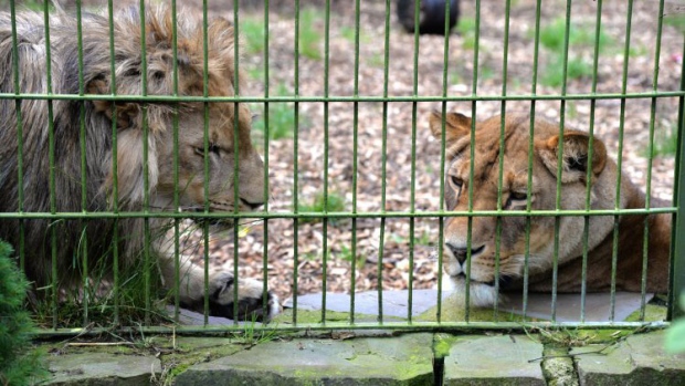 Lions, tigers, jaguar, bear escape flooded German zoo cages | CTV News