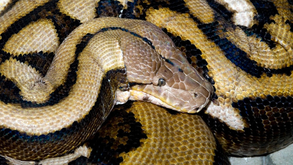 7 Metre Long Python Swallows Indonesian Woman Ctv News