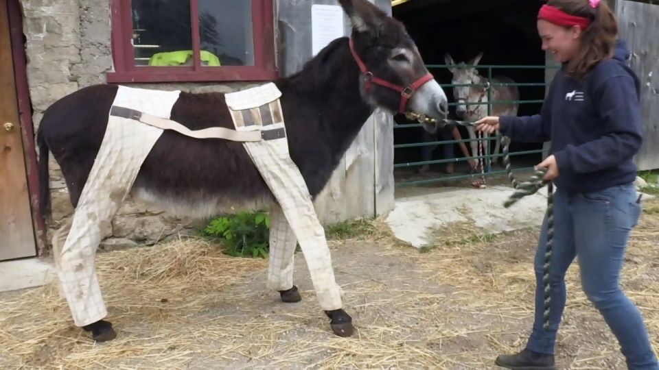 Sanctuary donkey dapper in volunteer-made custom pants | CTV News
