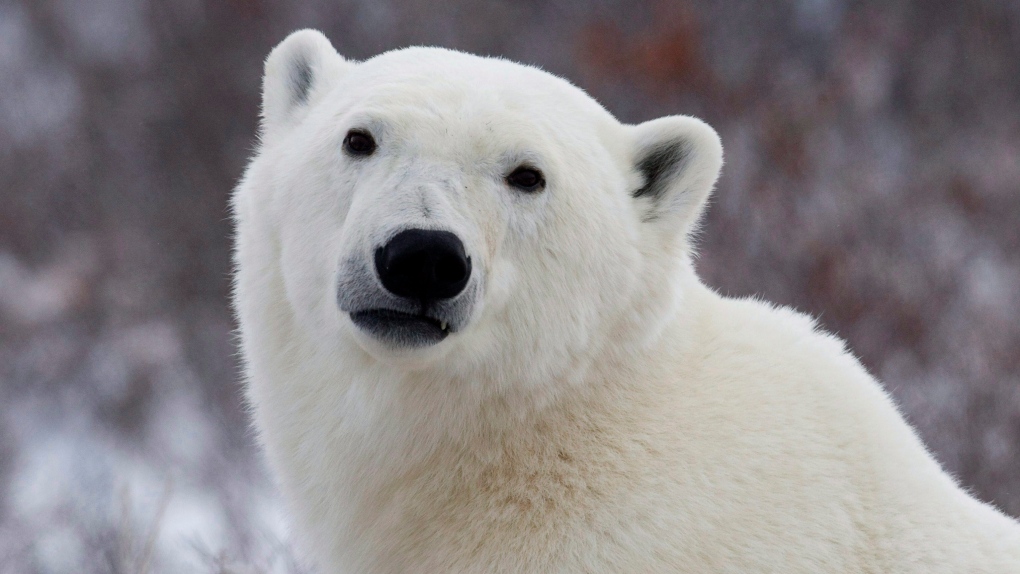 Canada polar bear attack: Hero dad mauled to death by animal