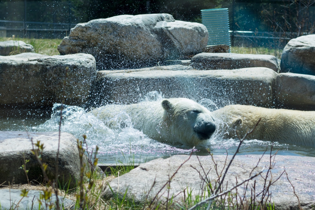Polar Bear  Lincoln Park Zoo
