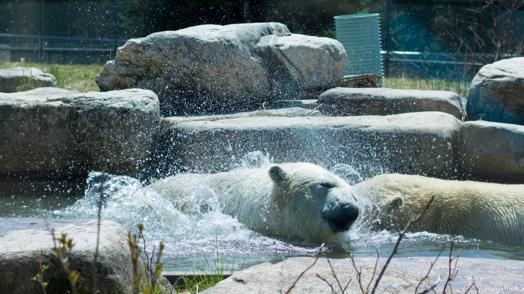 Canadian polar bear charity halts talks to keep habitat open | CTV News