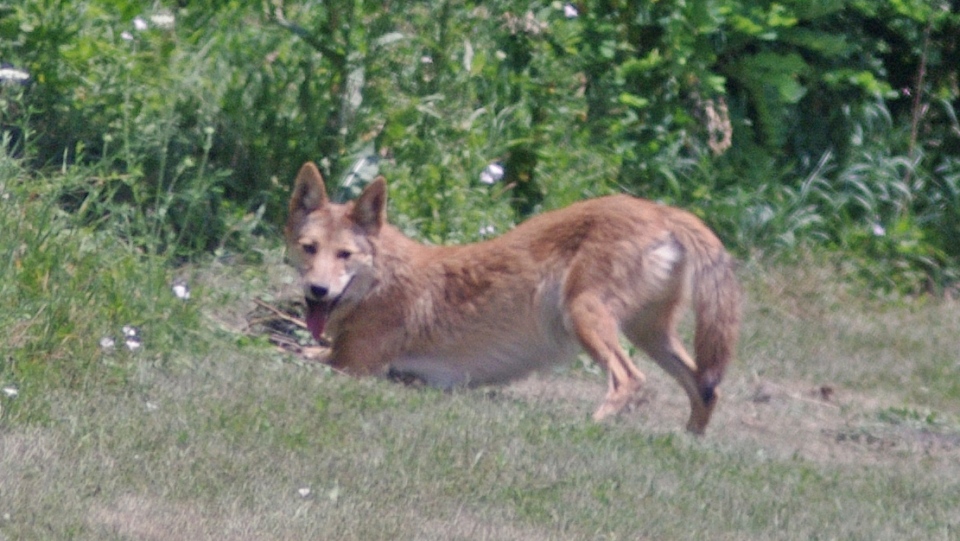 Cambridge coyote traps spark controversy | CTV News