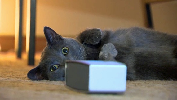 Online radio station attempts to soothe the feline soul | CTV News