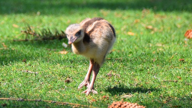 First-ever greater rhea chick hatchlings make history at Calgary Zoo ...