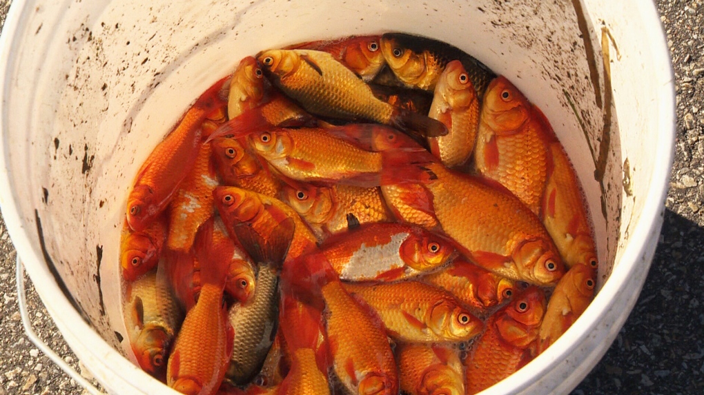 Up to 50 million goldfish in Lake Ontario, hurting ecosystem | CTV News