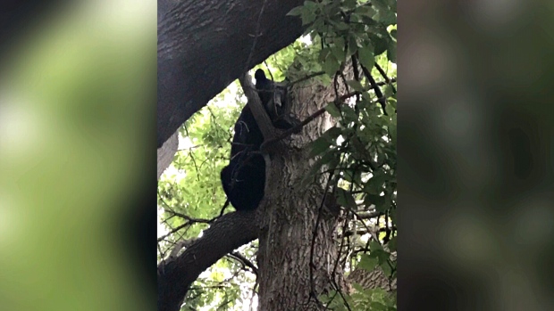 'Extreme bear activity': Roundup of sightings worrying Canadians | CTV News