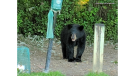 Black bear in Aylmer 
