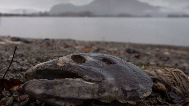 A dead chinook salmon is seen on the beach next to the Harrison River in Harrison Mills, B.C. Wednesday, Nov. 23, 2016. (THE CANADIAN PRESS/Jonathan Hayward)