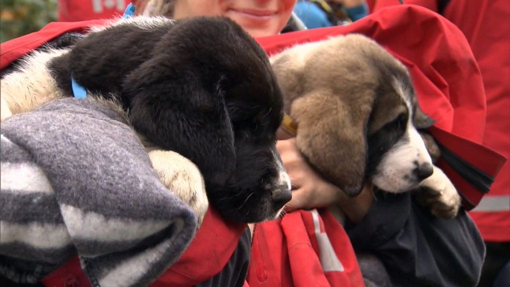 Rescued puppies will be up for adoption if owner doesn't come forward: SPCA  | CTV News