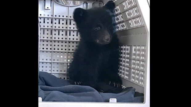 Bear Cub