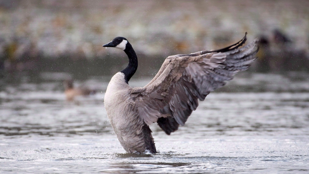 Napanee man facing charges after allegedly killing Canada goose by jumping  on it | CTV News