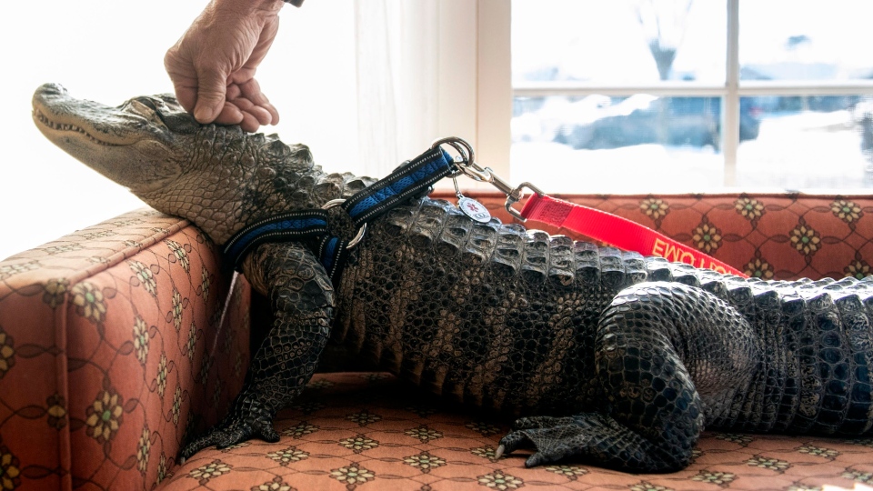 Wally the emotional support alligator