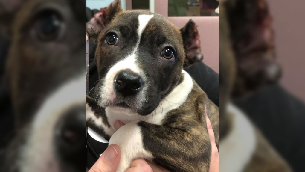 Puppy recovering after being discovered with ears cut off | CTV News