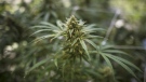 A cannabis plant approaching maturity is photographed in Fenwick, Ont., on Tuesday, June 26, 2018. (THE CANADIAN PRESS/ Tijana Martin)