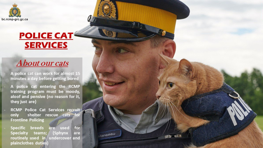 Cat cops, balloon surveillance and other April Fools' pranks from B.C.  police | CTV News
