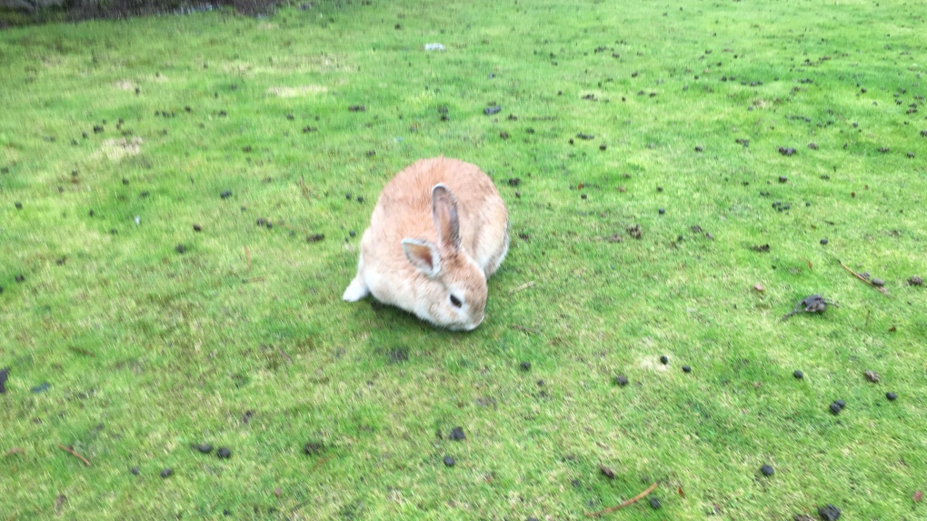 Wild rabbit in B.C.