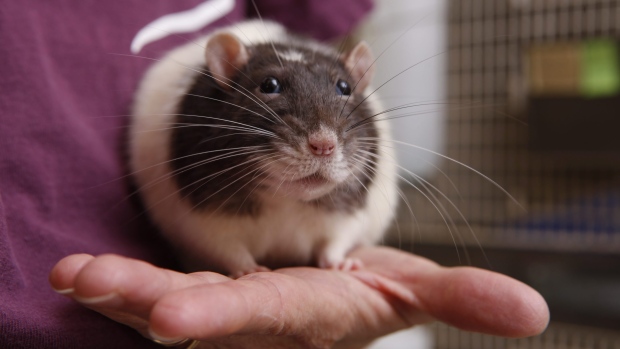 Never kiss a pet rodent': Salmonella outbreak prompts warning about rats,  snakes | CTV News