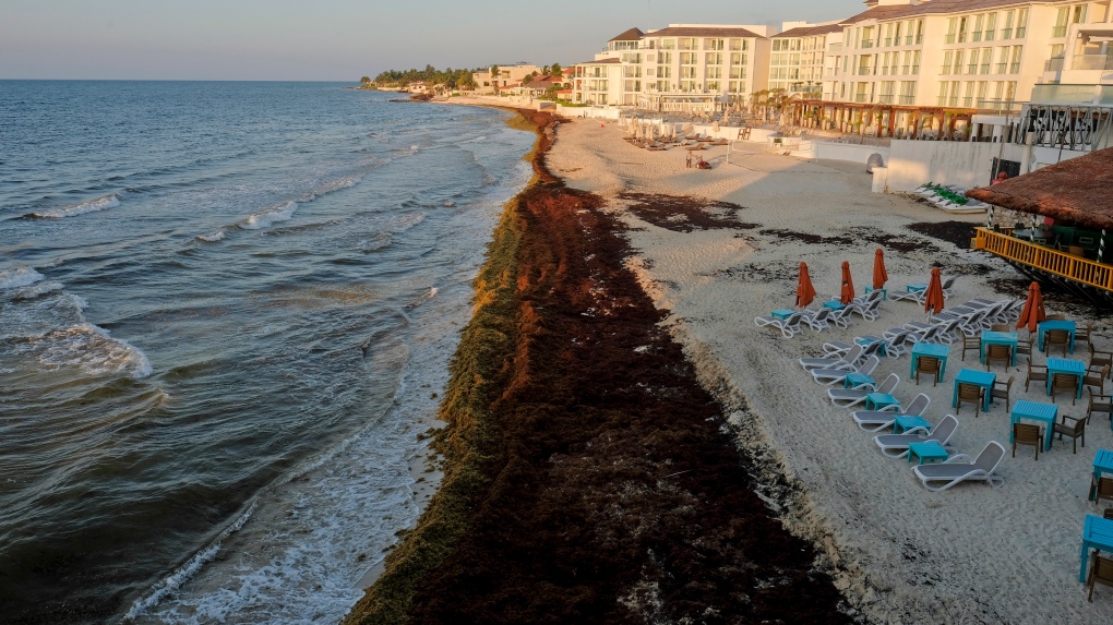 Mexico's prized beaches threatened by smelly algae invasion | CTV News