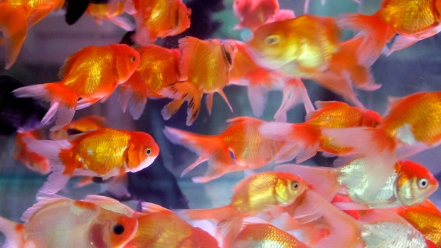Invasive goldfish found in B.C. lake, biologists act to stop spread to ...