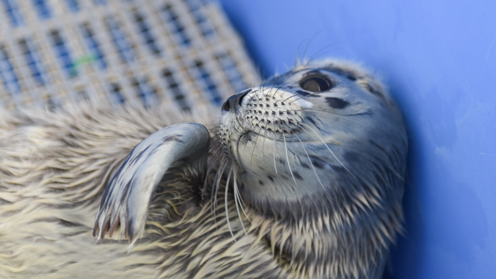 Seal pup rescued by Vancouver Aquarium
