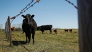 A cow peers out from a pasture on a ranch near Cremona, Alta., Tuesday, May 19, 2015. THE CANADIAN PRESS/Jeff McIntosh