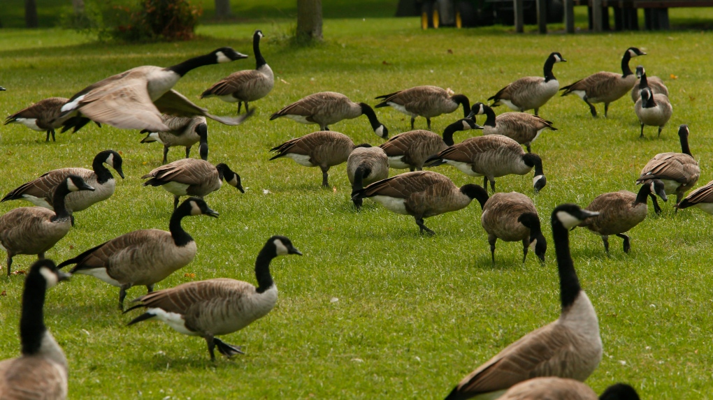 Canada geese 'massacre': Denver may feed goose meat to families in need |  CTV News