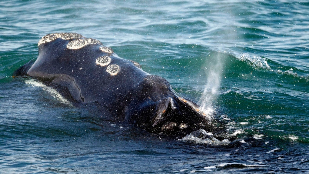 right whales 