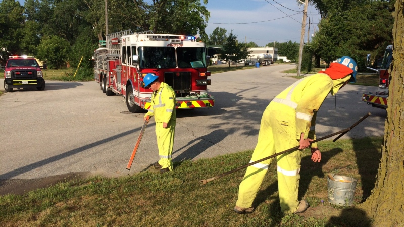 Four buildings on Continental Avenue have been evacuated after a gas leak in Windsor, Ont., on Tuesday, Aug. 20, 2019. (Stefanie Masotti / CTV Windsor)
